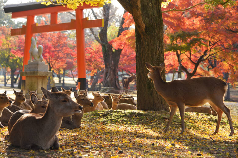 Rehe vor einem roten Holztor in der japanischen Stadt Nara