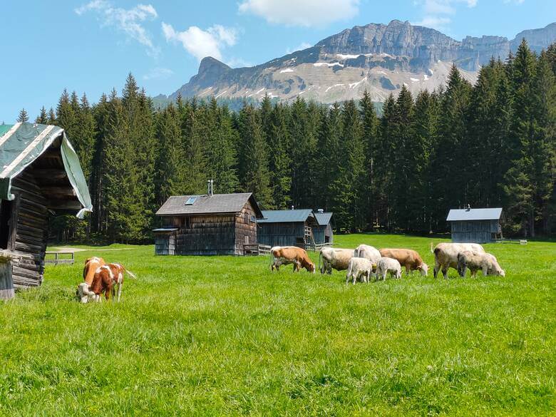 Kühe grasen auf einer Alm in Österreich