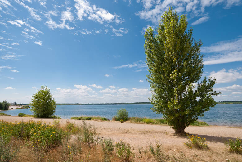 Bäume und Sand am Cospudener See bei Leipzig