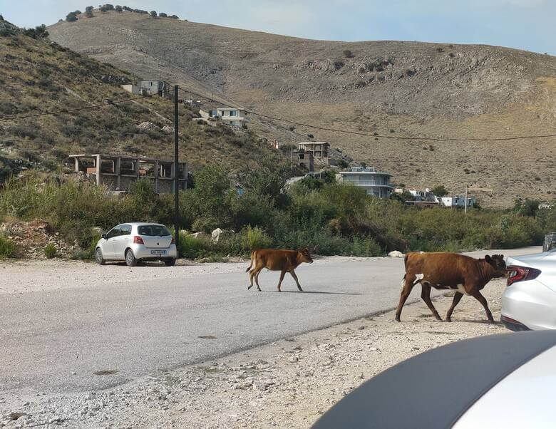 Kühe überqueren einen Parkplatz in Albanien