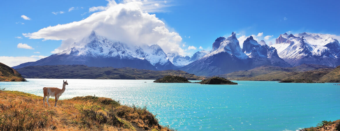 Ein Guanako grast an einem See in Patagonien vor Bergen