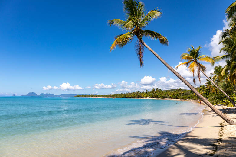 Strand mit Palmen auf Martinique