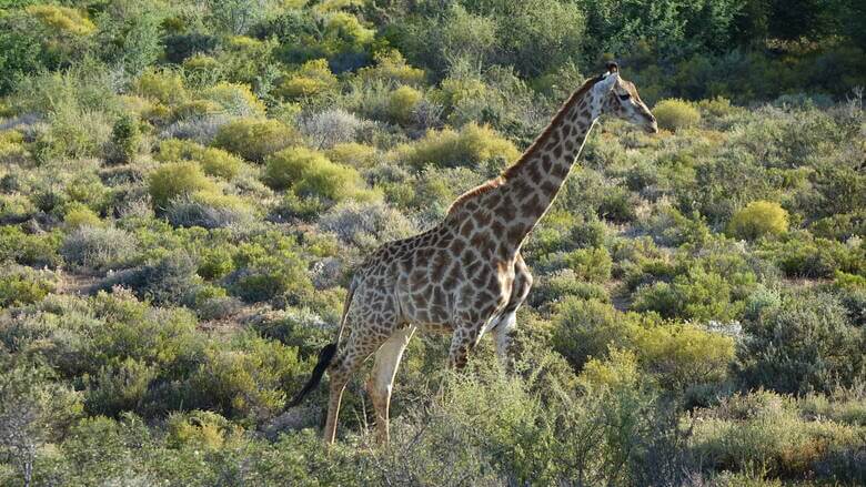 Giraffe in einem Safari-Park nahe Kapstadt