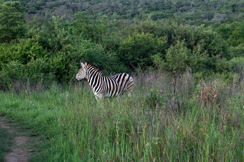 Zebra in einem Safari-Park bei Kapstadt