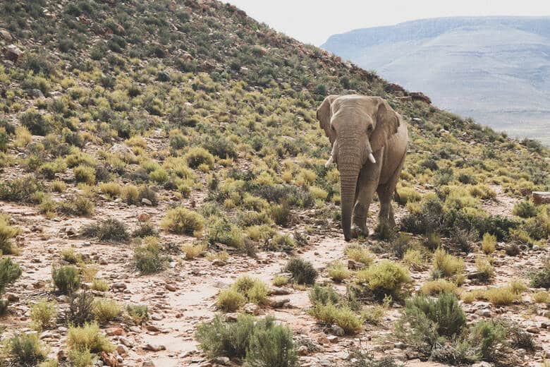 Elefant in einem Safari-Park nahe Kapstadt