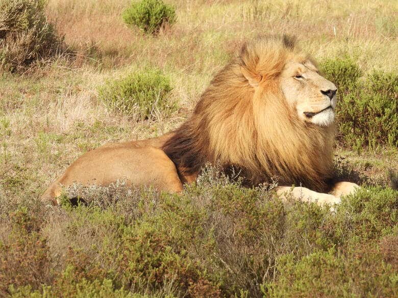Löwe in einem Safari-Park nahe Kapstadt