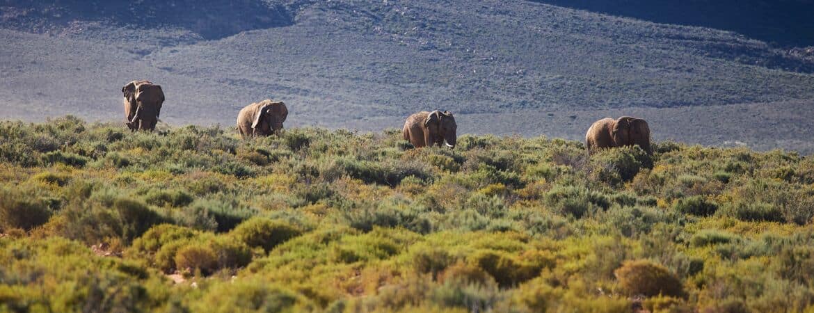Vier Elefanten in einem Safari-Park bei Kapstadt